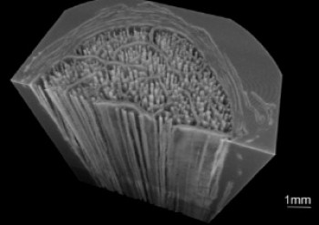 A micro computed tomography scan of the interfascicular matrix in an equine tendon stained with sodium tungstate (white) with segmented collagen fibre bundles (transparent).