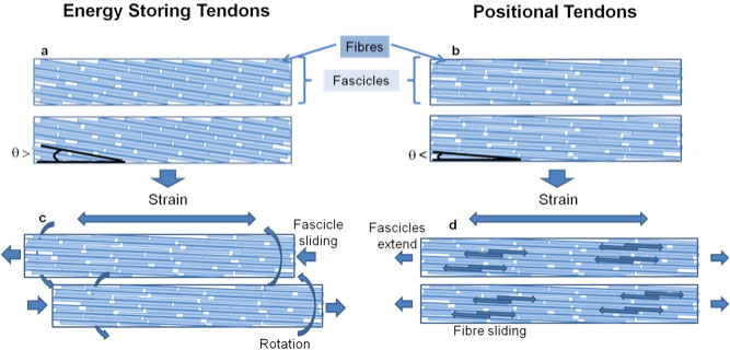 Schematic illustrating how extension mechanisms differ between energy storing and positional tendons