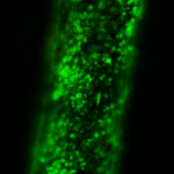 Fig 1: PEG-Peptide rod seeded with bovine tendon cells and stained with Calcein AM.