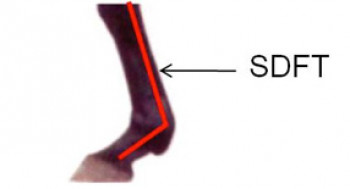 Location of the equine superficial digital flexor tendon